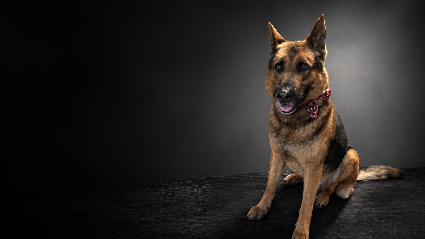 Goed verzorgde hond